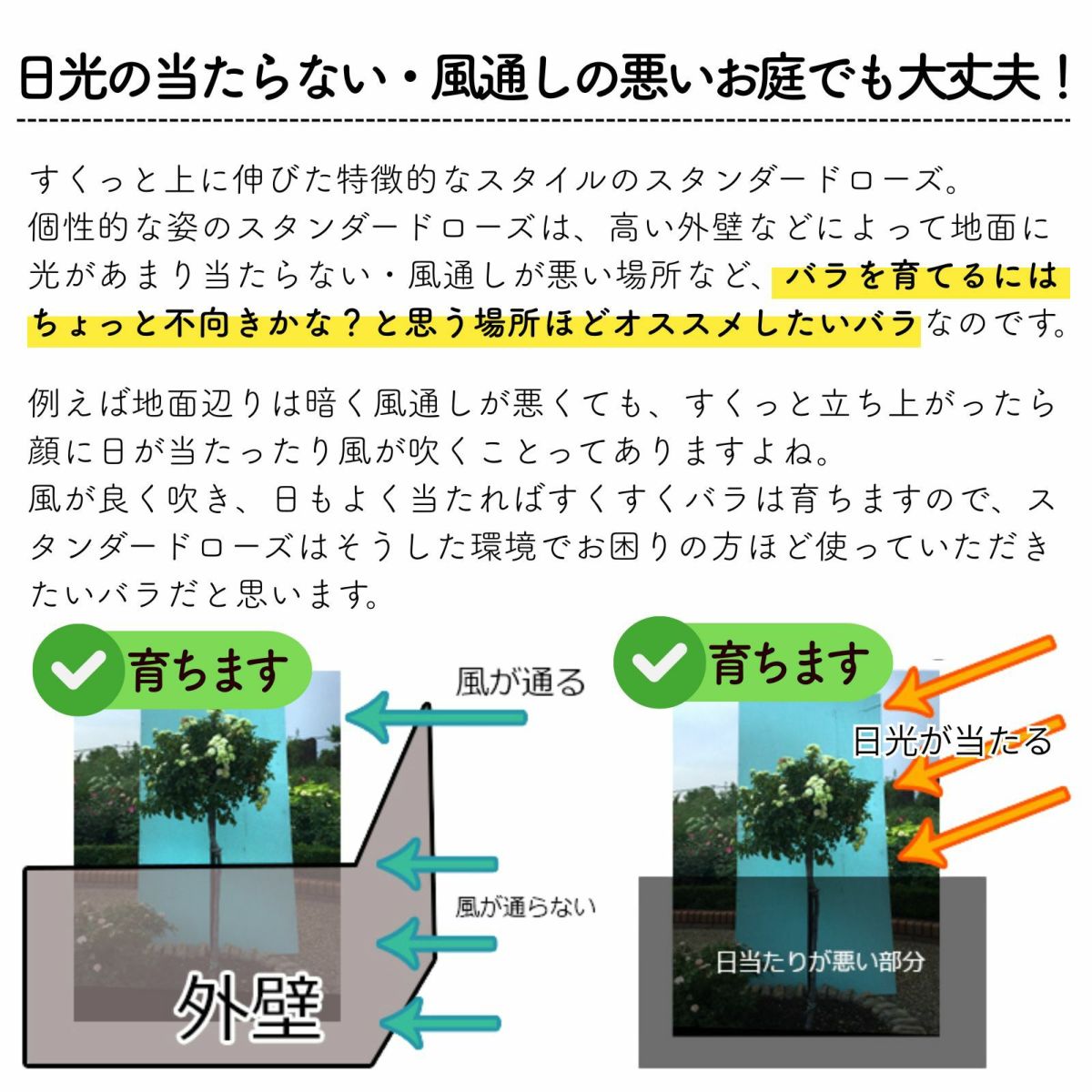 スタンダードローズの説明画像