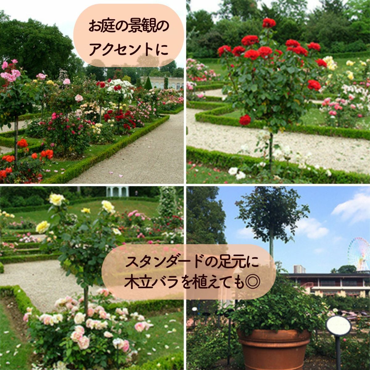 スタンダード仕立てのバラのある景色が4つ