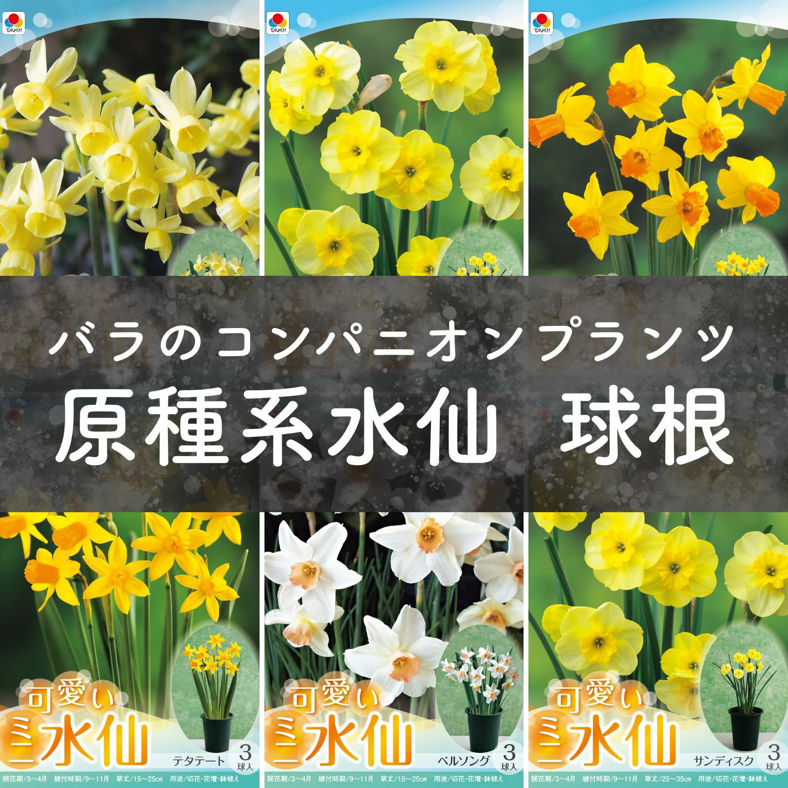 [ミニ水仙]原種系秋植え球根が６品種並んでいる画像