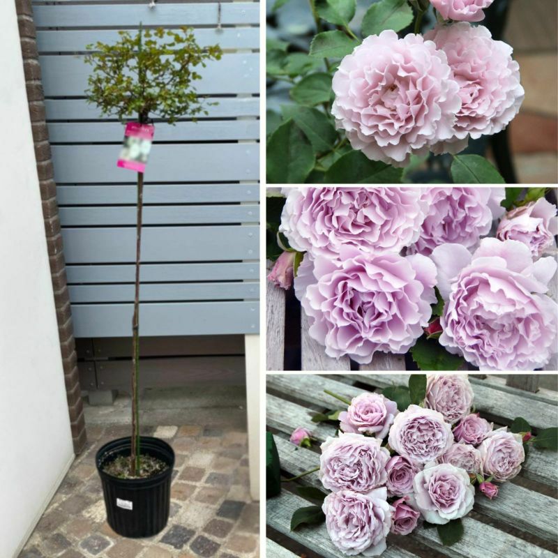 ライラックラベンダー色から淡いシルバーになる色をしたリベルラというバラの画像