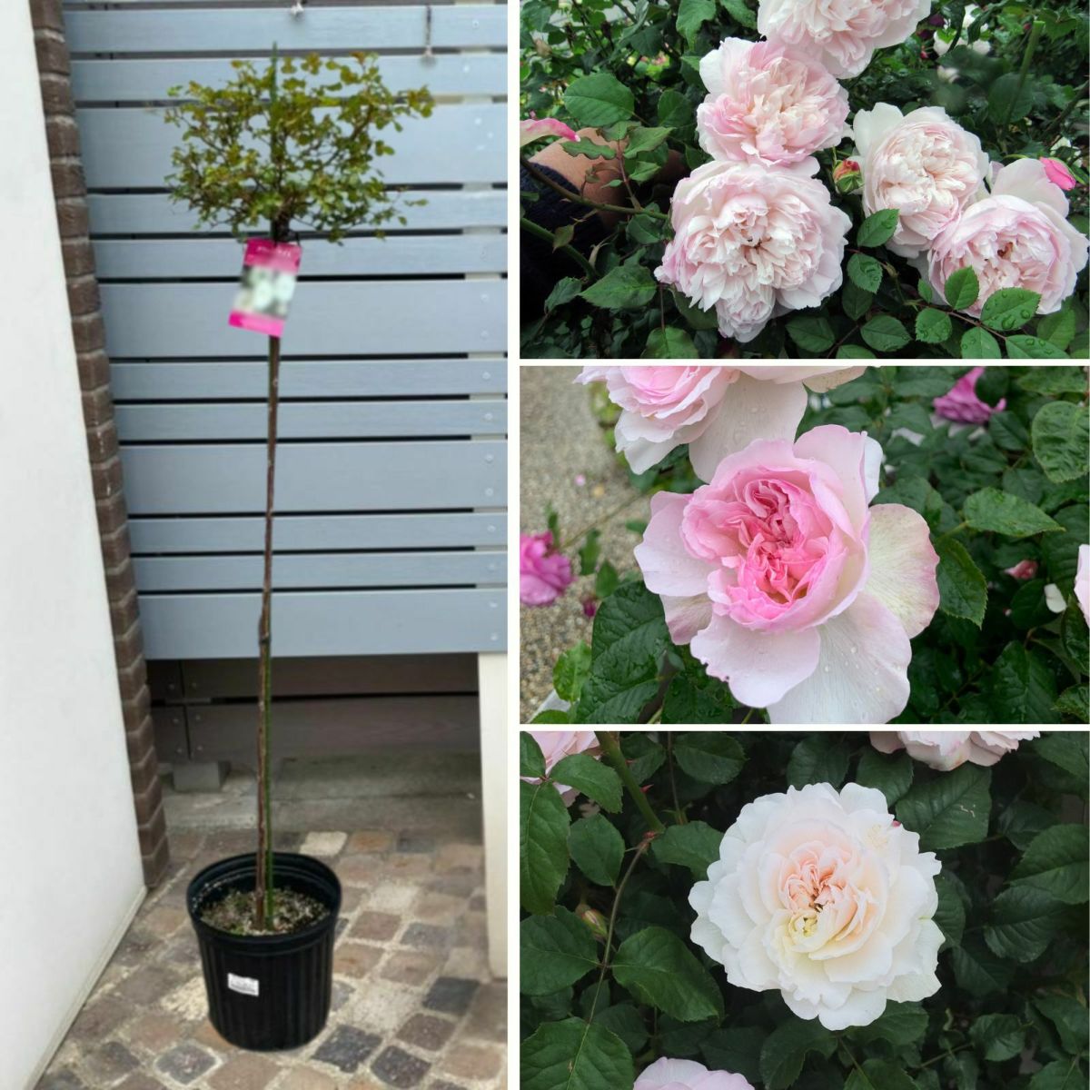 シルクのようなオフホワイトの優しげな色をしたソワイユというバラの画像