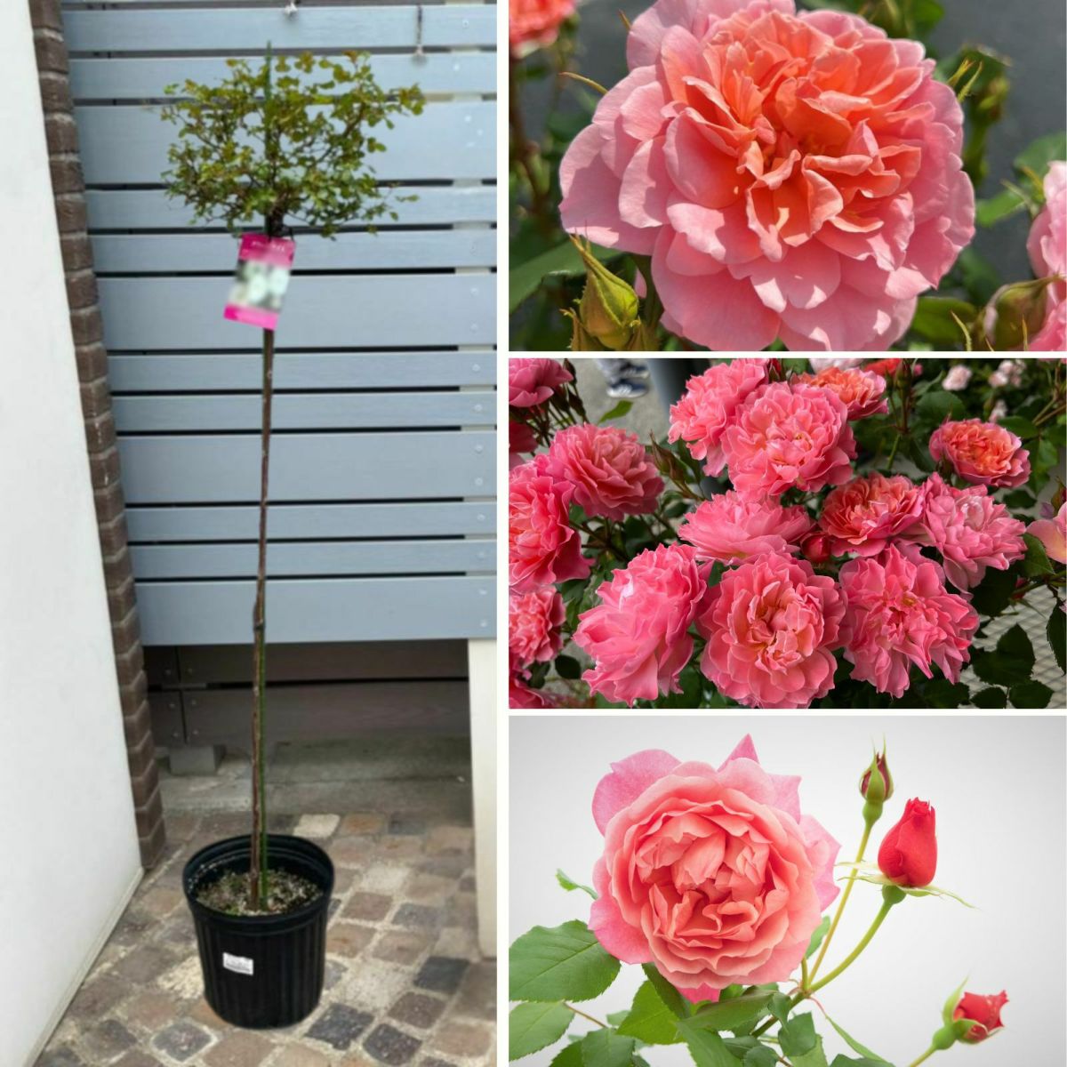 コーラルオレンジ色をしたアンファンドゥコライユというバラの画像