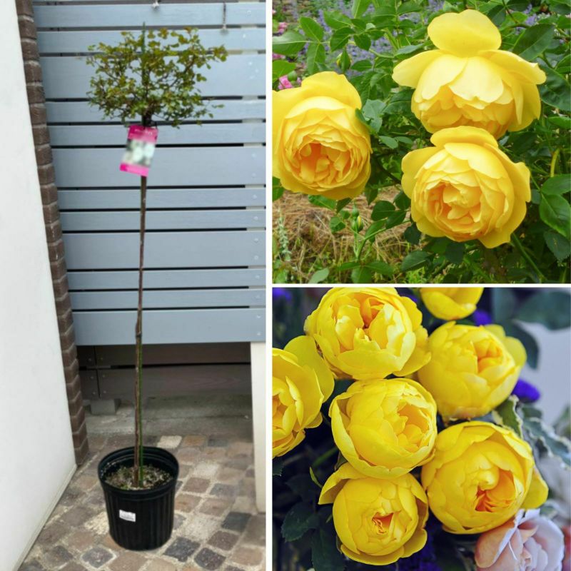 鮮やかな純黄色をしたルミエールというバラの画像