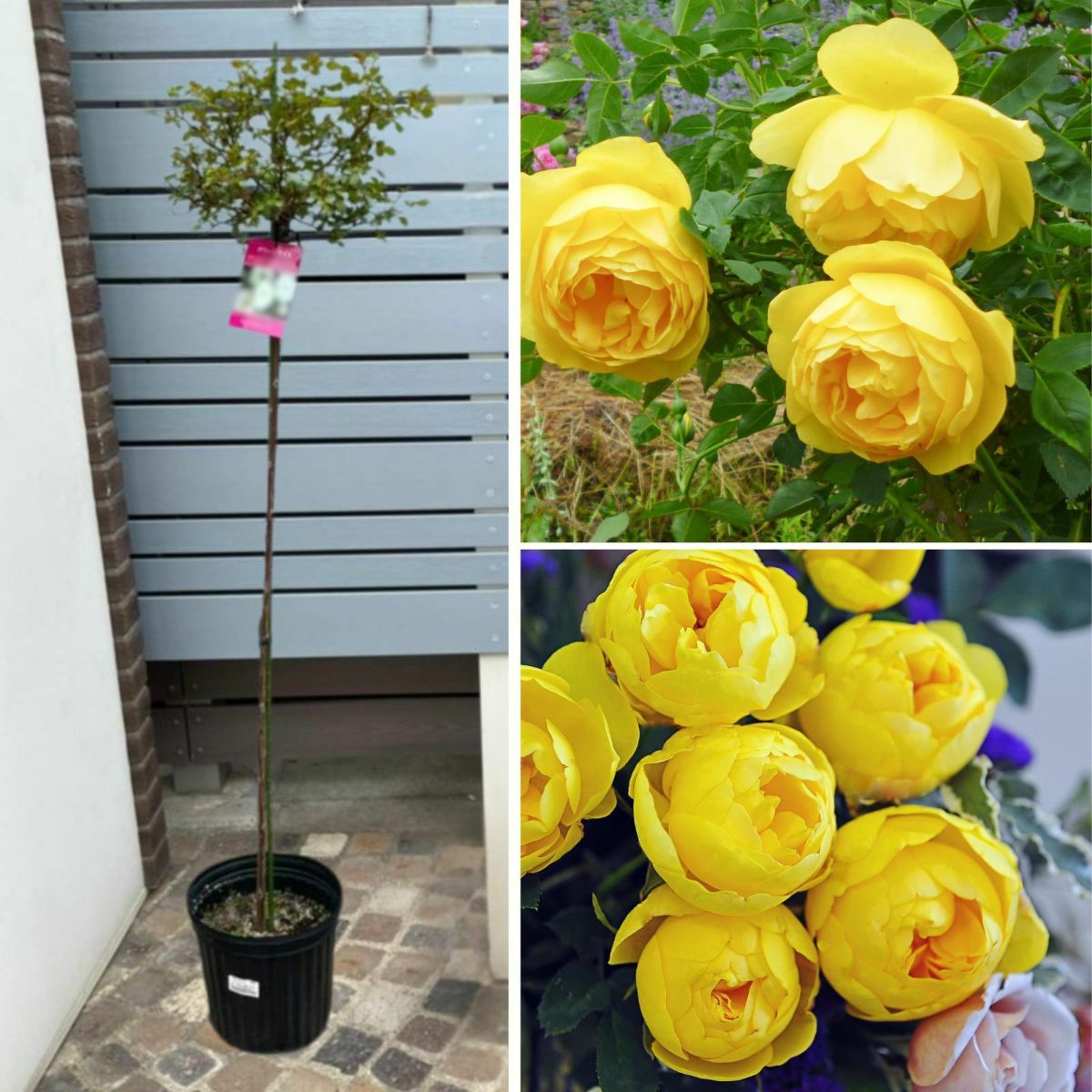 鮮やかな純黄色をしたルミエールというバラの画像