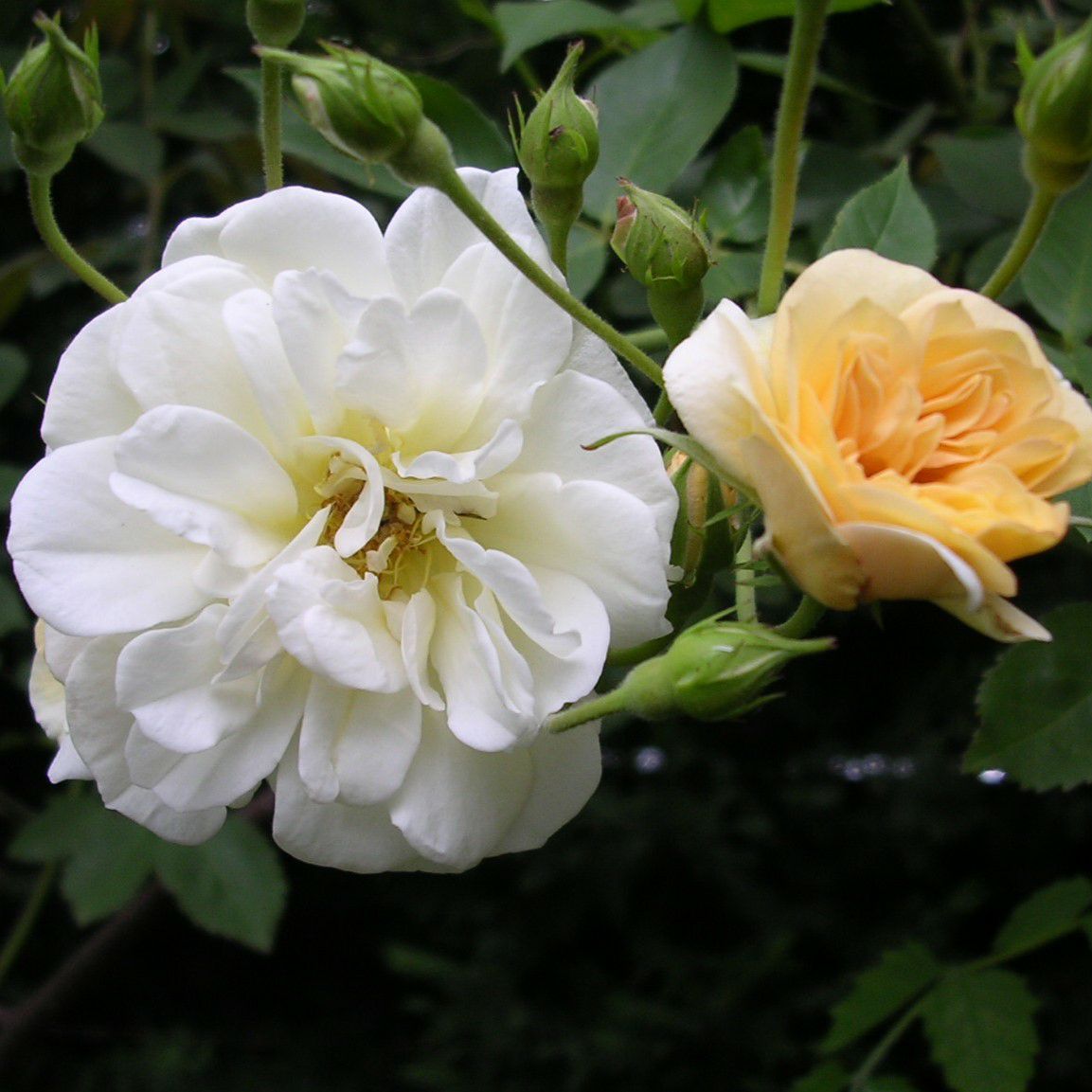 優し気なクリームイエロー色をしたクレールジャッキエというバラの画像