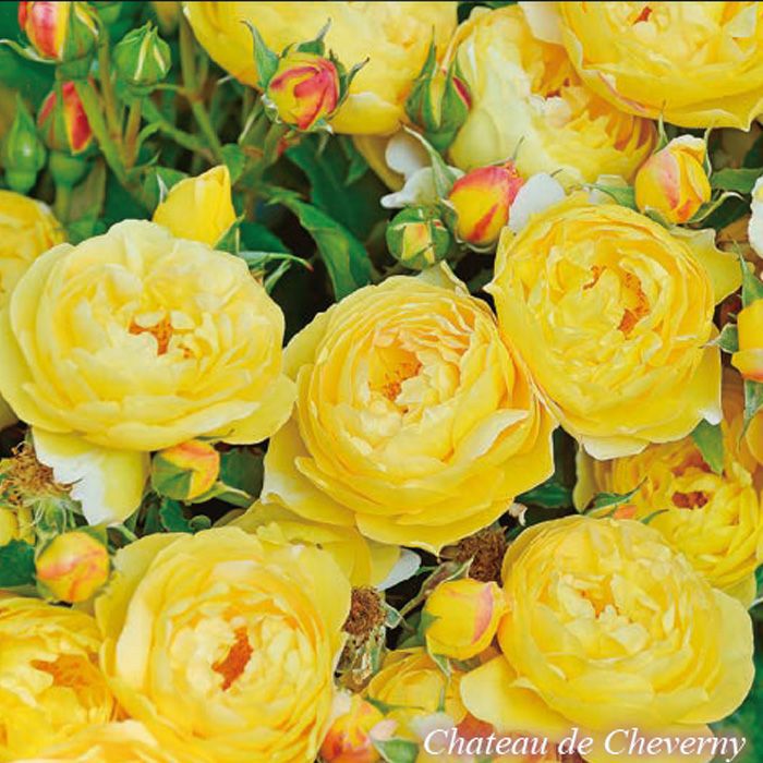 鮮やかな黄色から、次第にレモンイエローになるシャトードゥシュベルニーというバラの画像