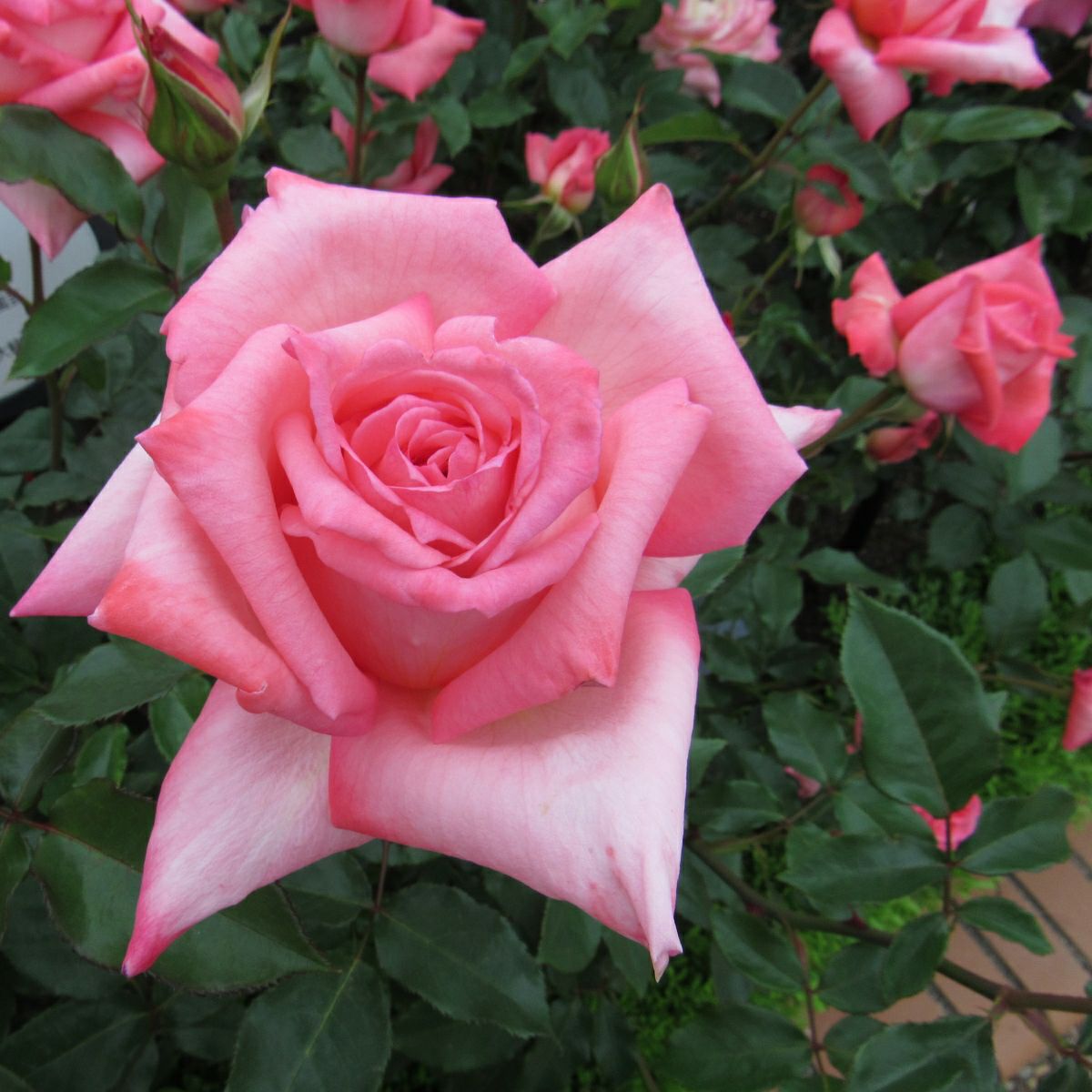 サーモンを含むピンク色をした舞扇（まいおうぎ)というバラの画像