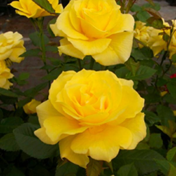 ヴァイオレットピンク色をしたファーランマリアというバラの画像