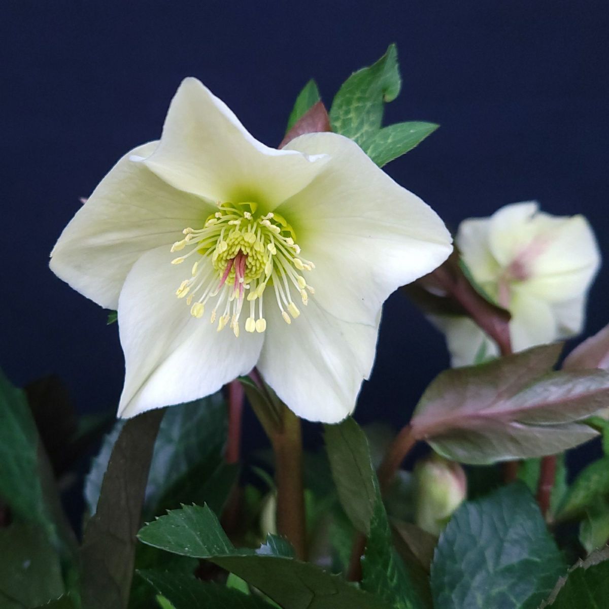 クリスマスローズ氷の薔薇シリーズミラマーブルの画像