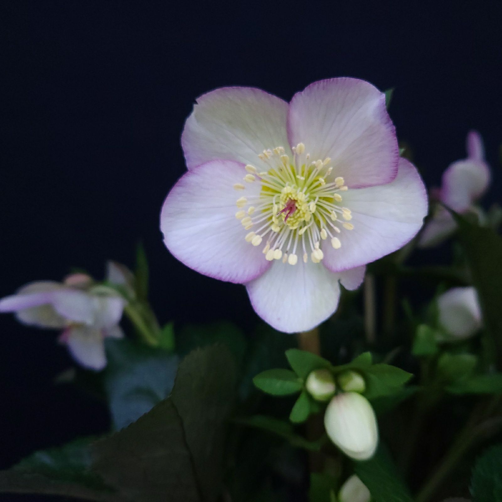 クリスマスローズ氷の薔薇シリーズマッディマーブルの画像