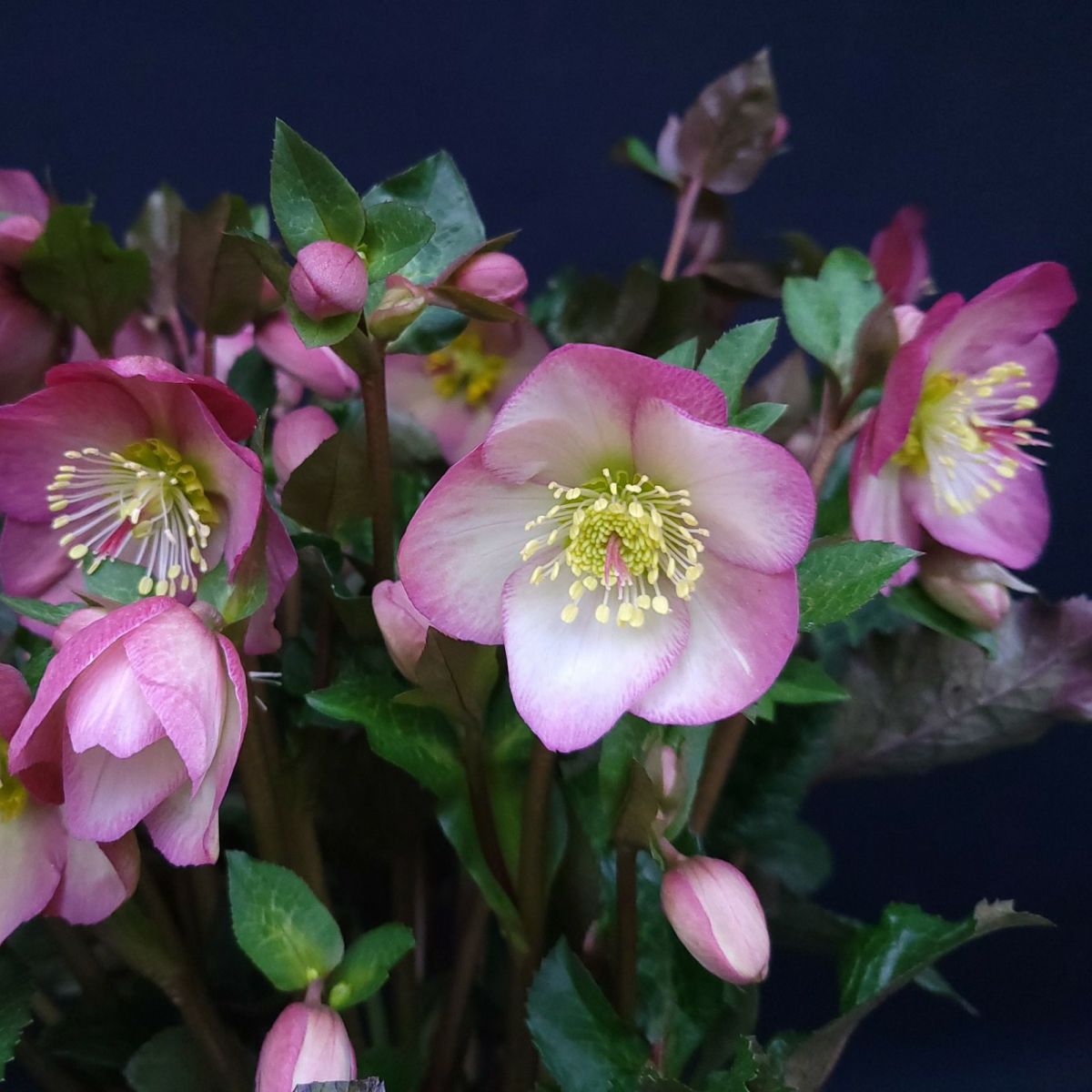 クリスマスローズ氷の薔薇シリーズミンディマーブルの画像