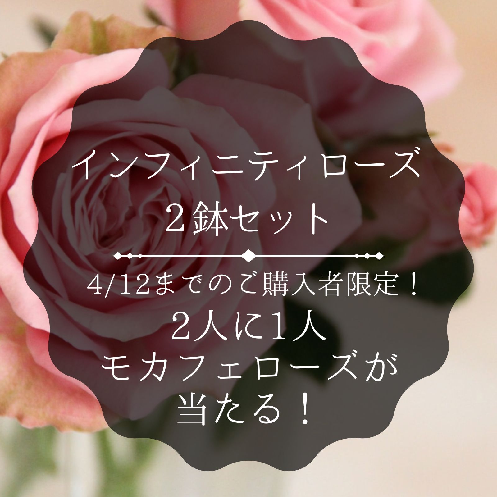 ミニバラ インフィニティローズ 2個セット｜バラと庭あそび京阪園芸