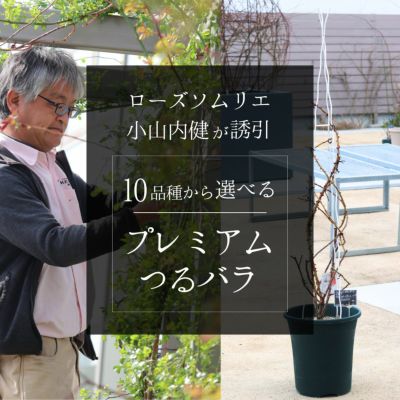 purinR様ご確認用初心者さん◎バラ苗 プティルージュ苗♪つるバラ苗♪挿し木苗 purinR様ご確認用初心者さん◎バラ苗 プティルージュ苗♪つるバラ苗