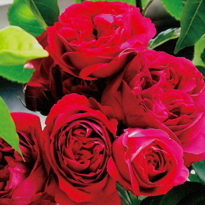 真っ赤なつるバラ「ルージュピエールドゥロンサール」の商品画像