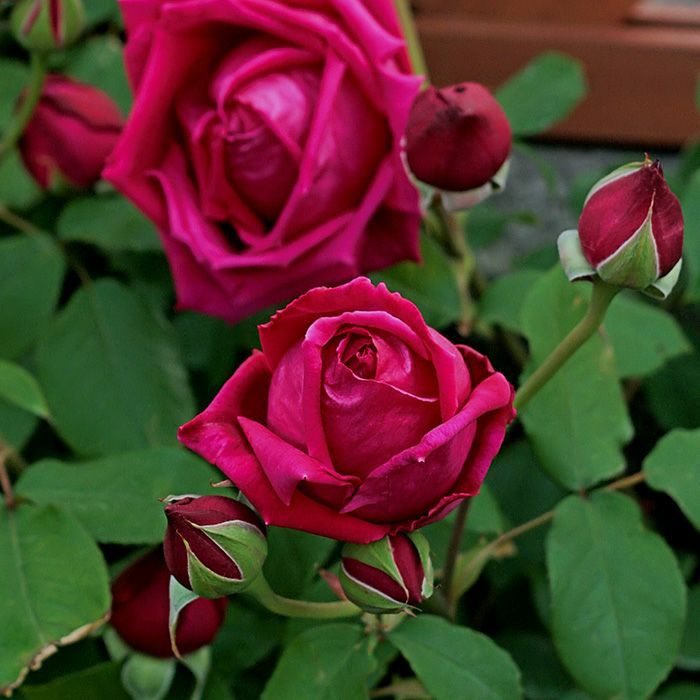 つるデトロイター]バラ長尺鉢苗/つるバラ｜バラと庭あそび京阪園芸公式