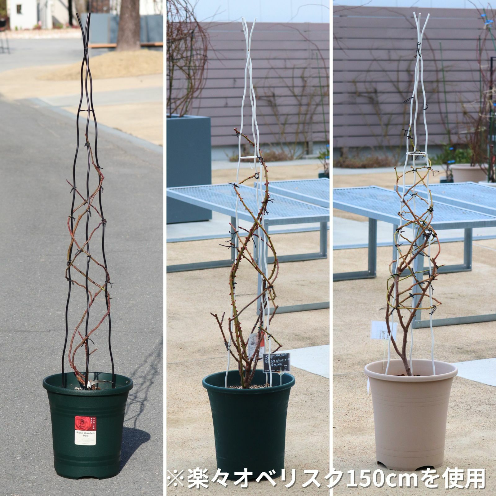 楽々オベリスクを実際に使用して誘引したイメージ写真