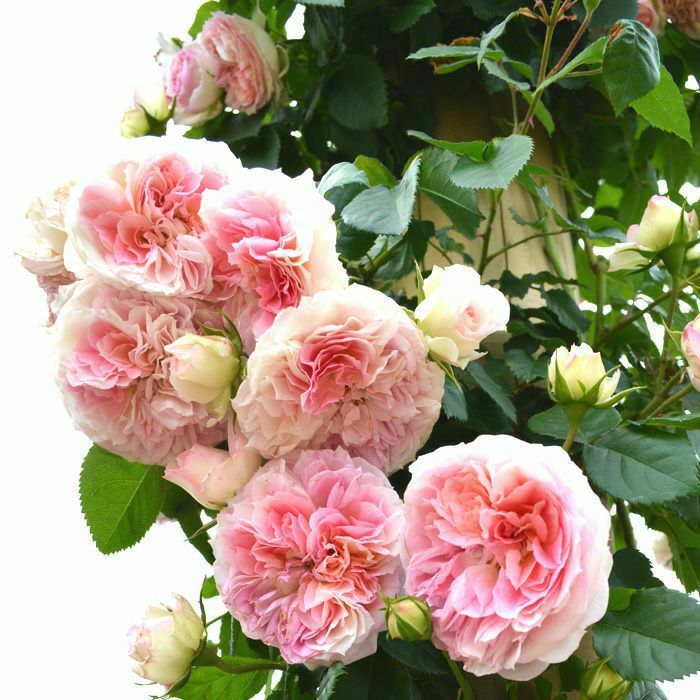 HGCピンクフロスト]クリスマスローズ苗(2510ch) | バラと庭あそび京阪