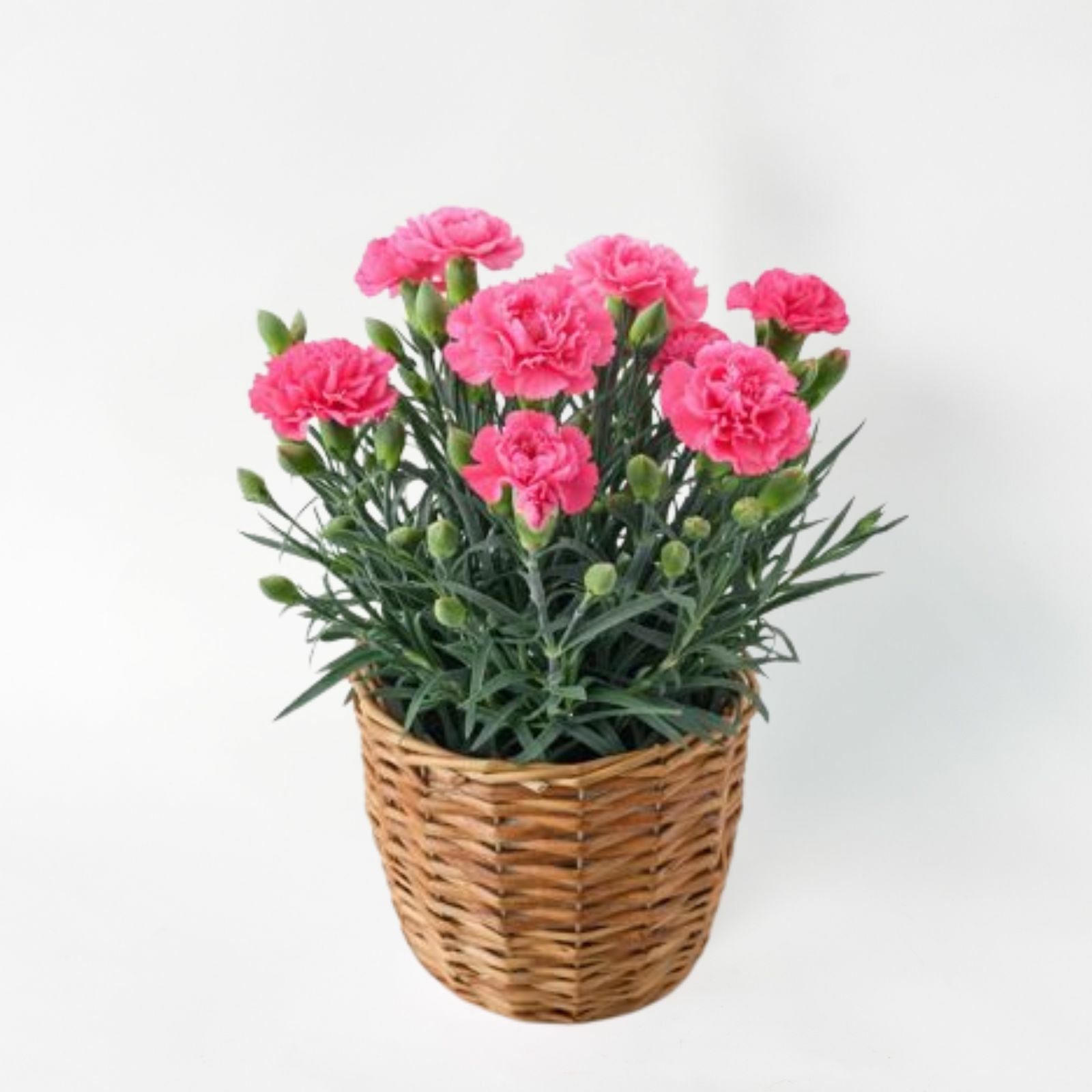 母の日2026ピンクのカーネーションの鉢植えの画像