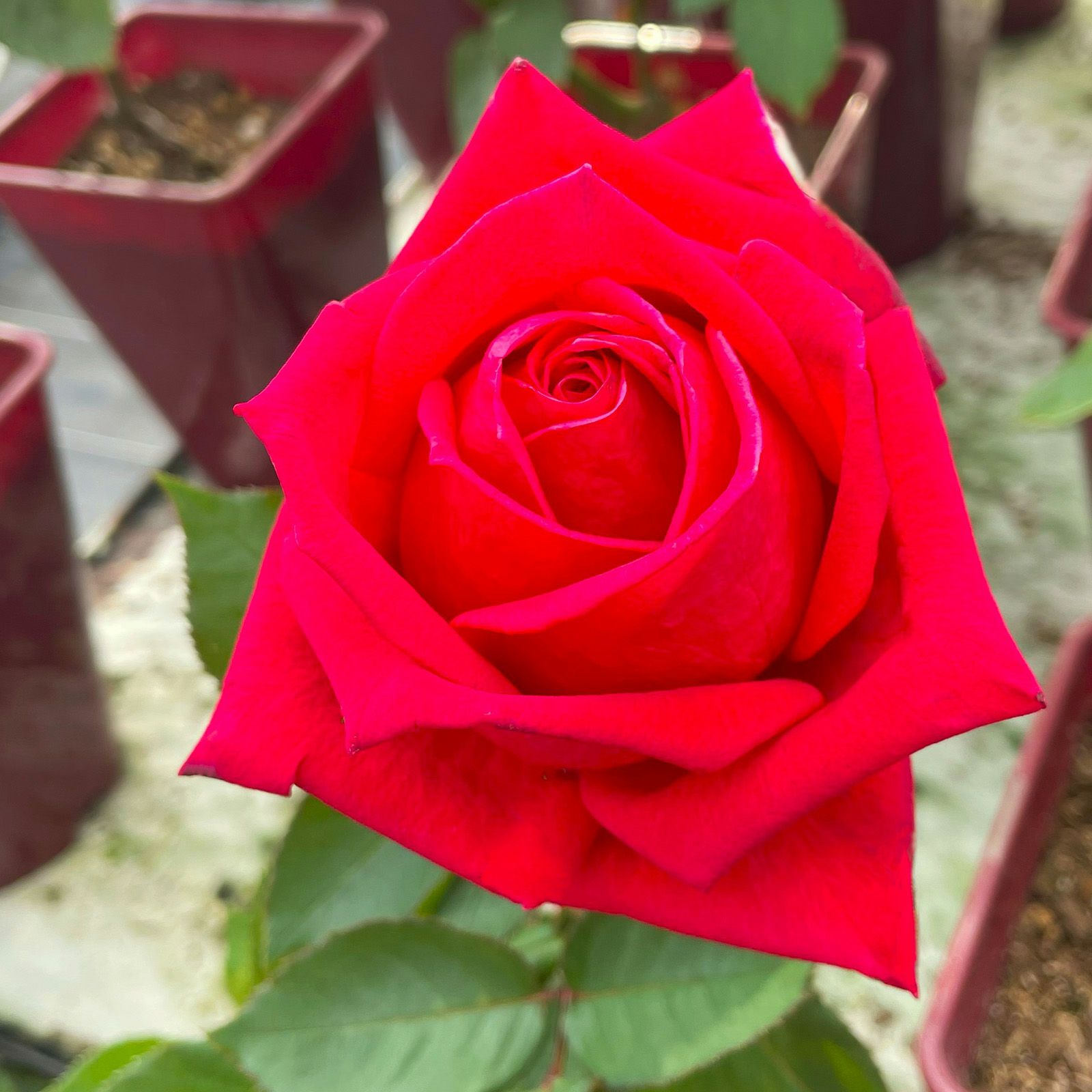 F&Gローズ ｜バラと庭あそび京阪園芸公式ショップ 通販