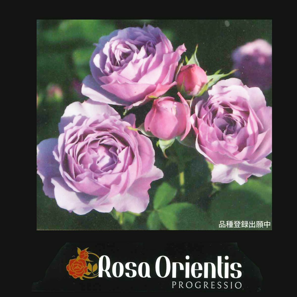 バラ苗の通販なら 専門店でバラ選び｜バラと庭あそび京阪園芸公式ショップ