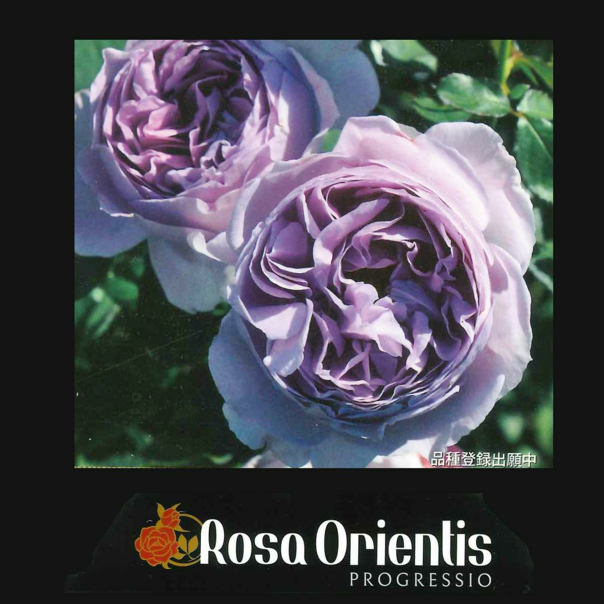 フィネス]秋苗｜バラと庭あそび京阪園芸公式ショップ