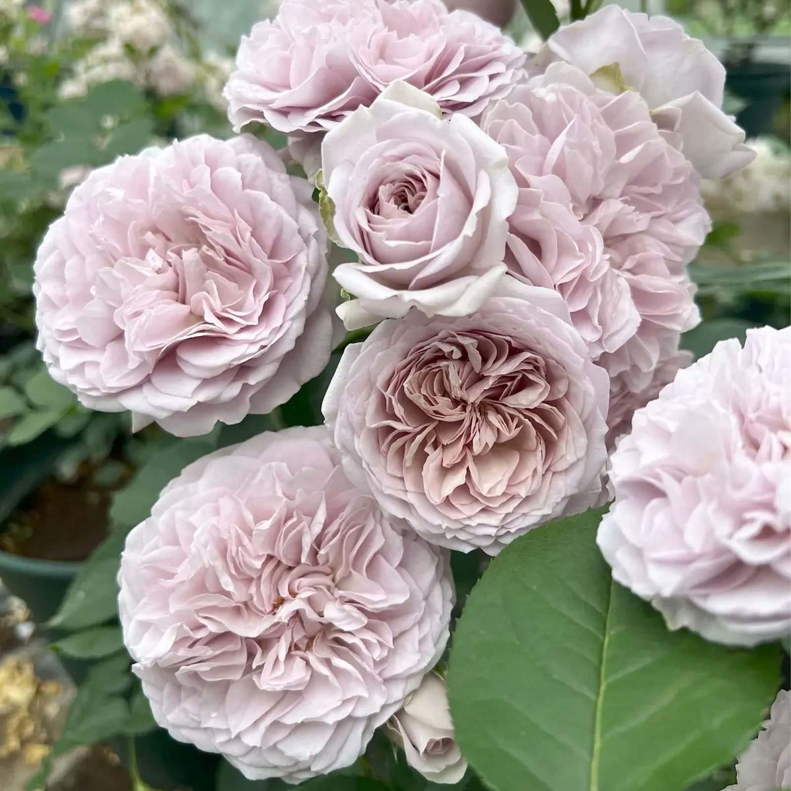 クラシックシリーズ ｜バラと庭あそび京阪園芸公式ショップ 通販