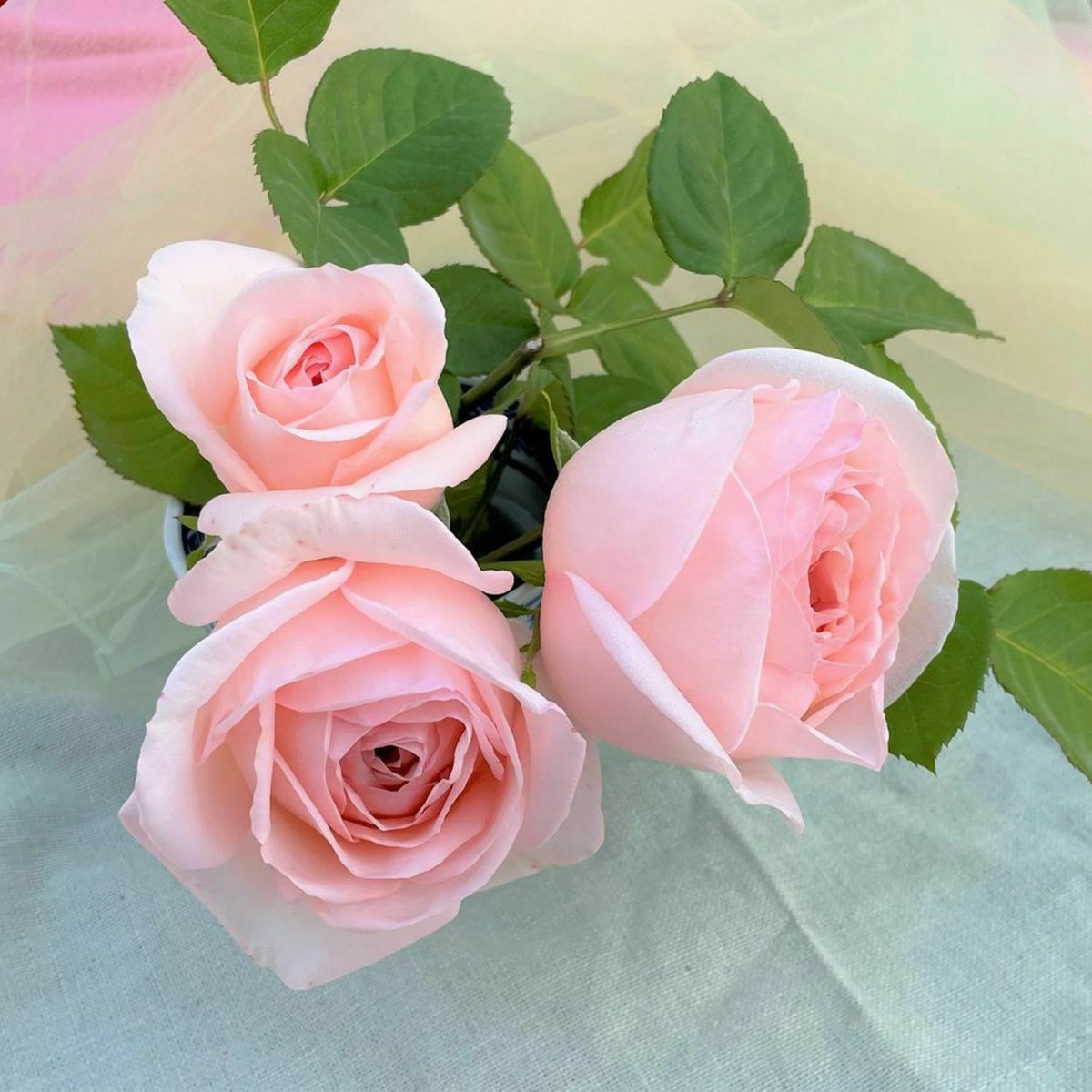 強香のバラ ｜バラと庭あそび京阪園芸公式ショップ 通販