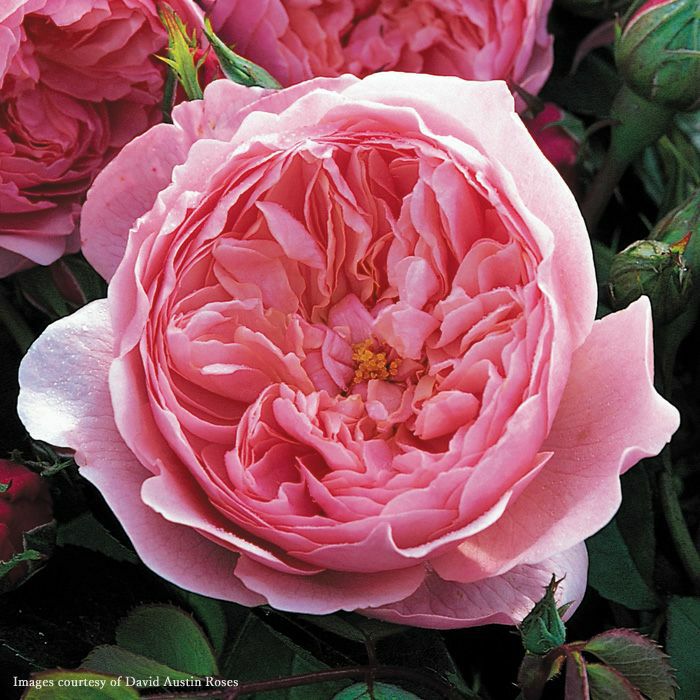 ドルンブルガーシュロスローズ]秋苗/バラ(2508k)|バラと庭あそび京阪